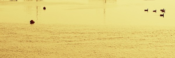 Twitter New Header Image 01187