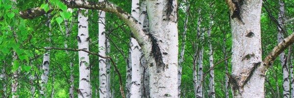 Twitter New Header Image 01234