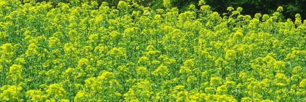 Twitter New Header Image 01237