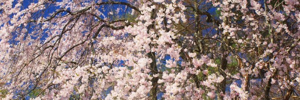 Twitter New Header Image 01241