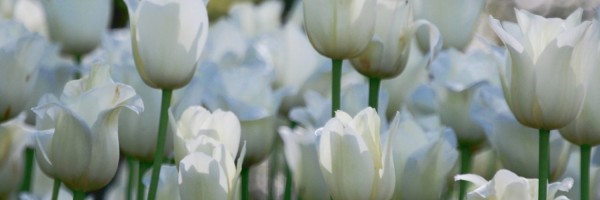 Twitter New Header Image 01271