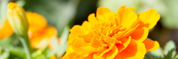 Twitter New Header Image 01279