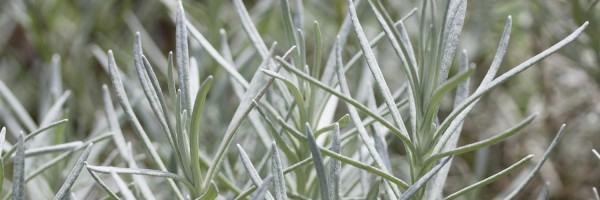 Twitter New Header Image 01281