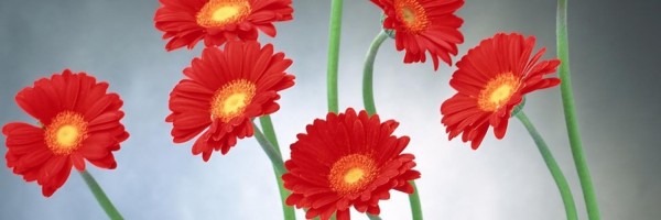 Twitter New Header Image 01285