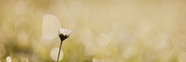 Twitter New Header Image 01379