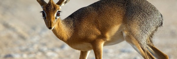 Twitter New Header Image 01385