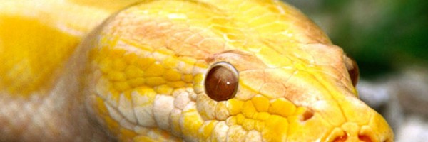 Twitter New Header Image 01396