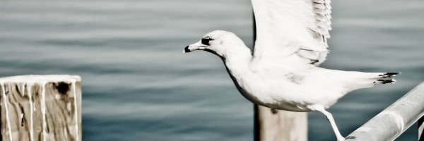 Twitter New Header Image 01450