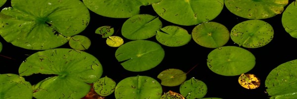 Twitter New Header Image 01451