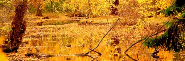 Twitter New Header Image 01453