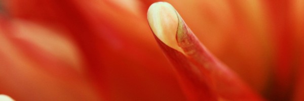 Twitter New Header Image 01500