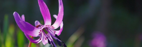 Twitter New Header Image 01508