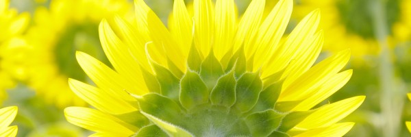 Twitter New Header Image 01521