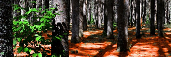 Twitter New Header Image 01608