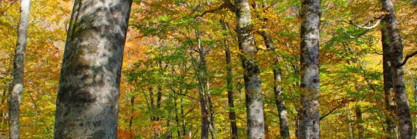 Twitter New Header Image 01649