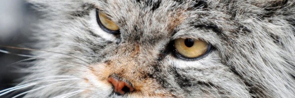 Twitter New Header Image 01656