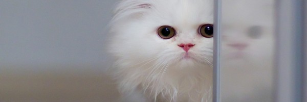 Twitter New Header Image 01664