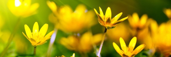 Twitter New Header Image 01708