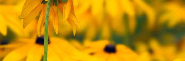 Twitter New Header Image 01721