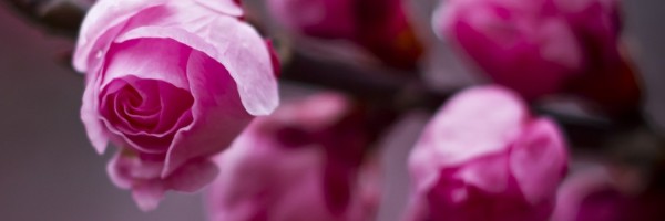 Twitter New Header Image 01755