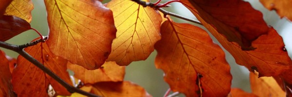 Twitter New Header Image 01811