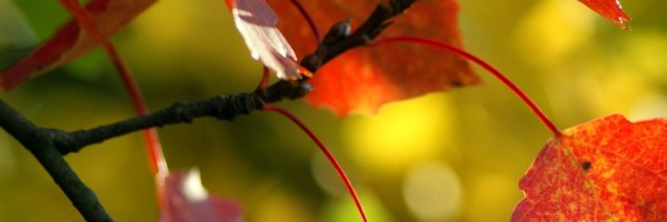 Twitter New Header Image 01874